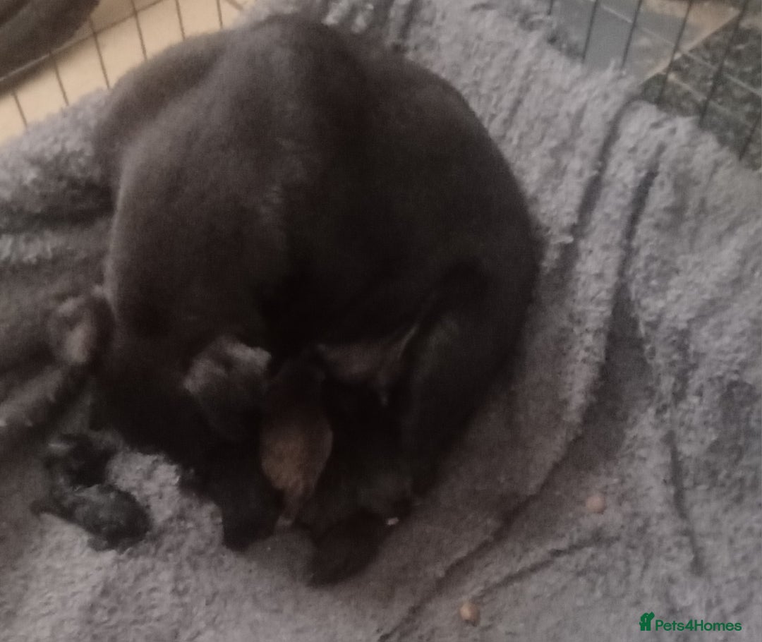 Patterdale Terrier dogs for sale: Patterdale pups for sale ready now - Image 36