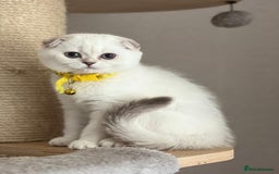 Scottish Fold cats for sale: Beautiful TICA Registered Scottish Girl Kittens - Image 11