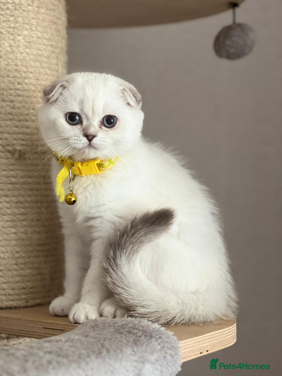 Scottish Fold cats for sale: Beautiful TICA Registered Scottish Girl Kittens - Image 11