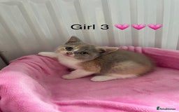 British Shorthair cats for sale: 💗💙💗💙GCCF BRITISH SHORTHAIR KITTENS  - Image 4