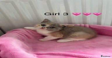 British Shorthair cats - Advert 7