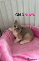 British Shorthair cats - Advert 4