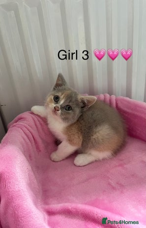 British Shorthair cats - Advert 13