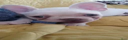 French Bulldog dogs for sale: Last pup/Pure bred French bulldog puppies for sale - Advert 1