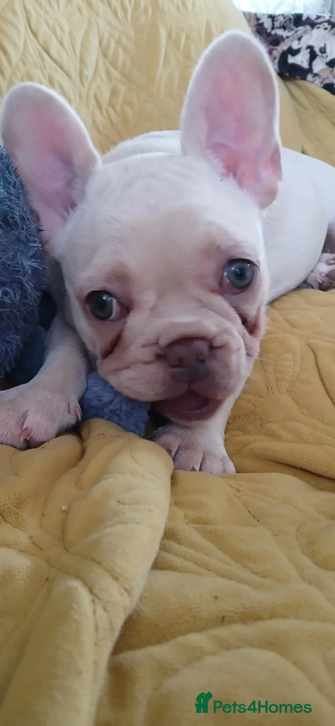 French Bulldog dogs for sale: Last pup/Pure bred French bulldog puppies for sale - Advert 1