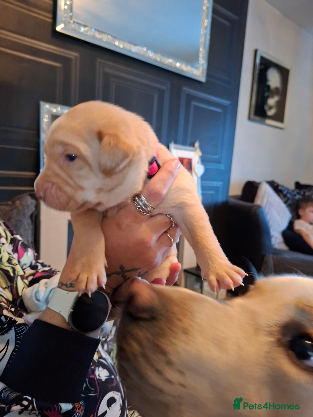 Labrador Retriever dogs for sale: Labrador puppies - Image 6