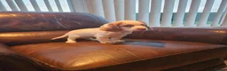 Cocker Spaniel dogs for sale: Cocker Spaniel pups in Omagh - Advert 17