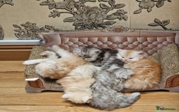 Persian cats for sale:  Chinchilla Persain looking for his forever home - Image 7
