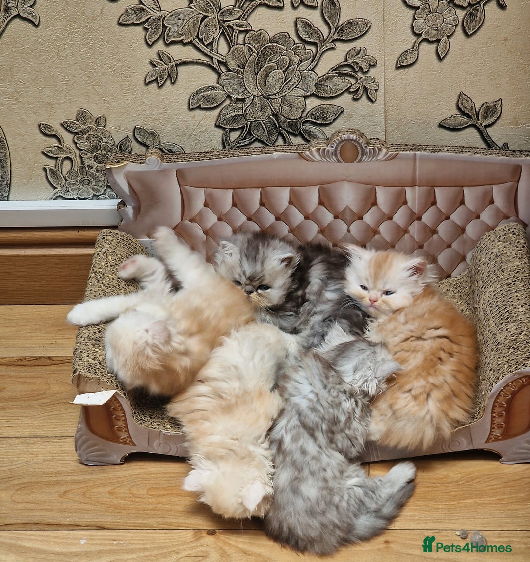 Persian cats for sale:  Chinchilla Persain looking for his forever home - Image 7