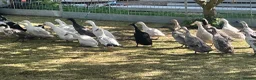 Ducks poultry for sale: Indian runner ducks - Advert 5