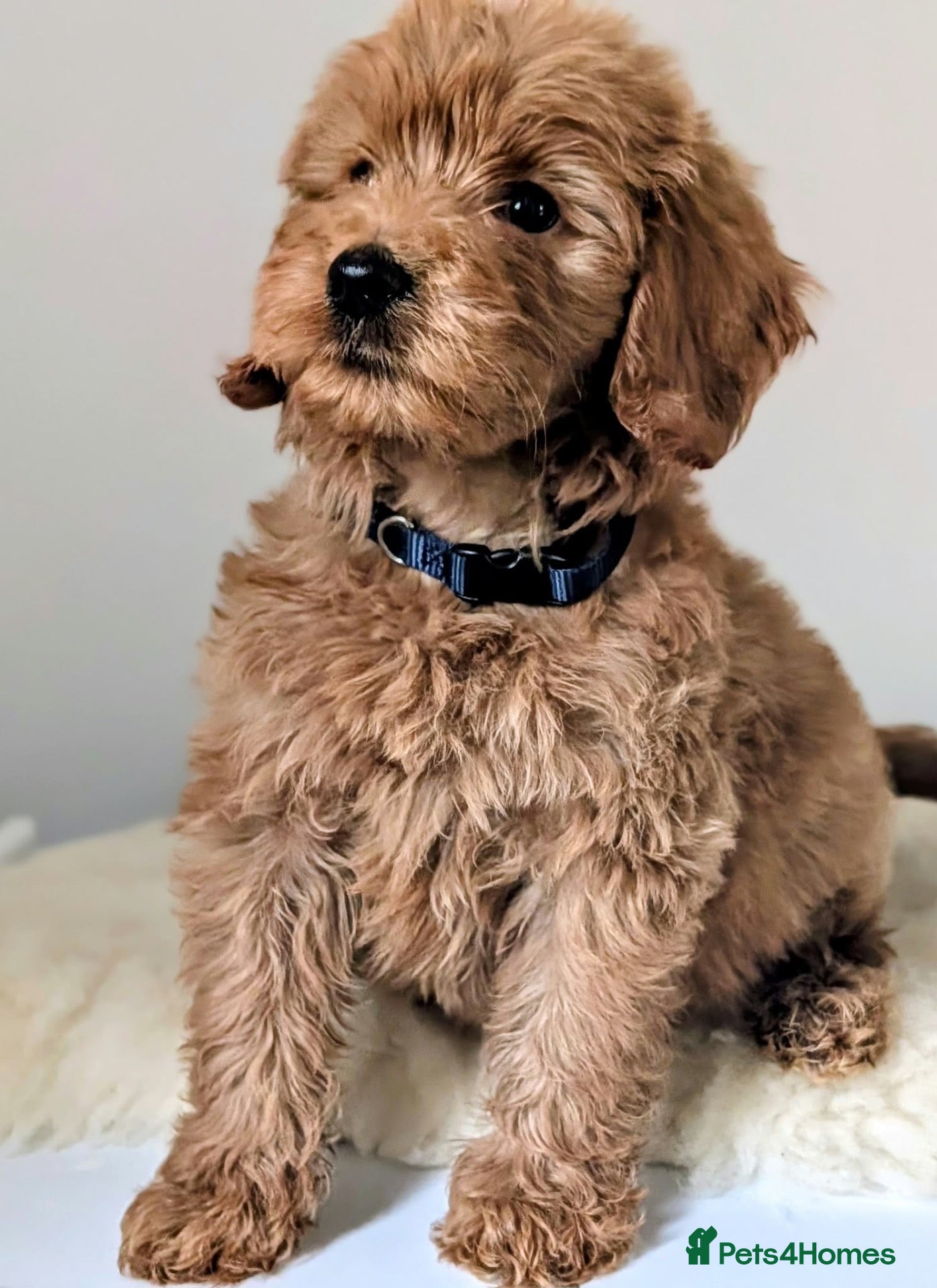 Australian Labradoodle dogs Birth announcement📣  📣 - Advert 8