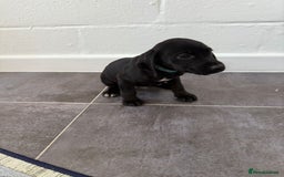 Mixed Breed dogs for sale: 6 beautiful jack russle cross cocker spaniels  - Image 28
