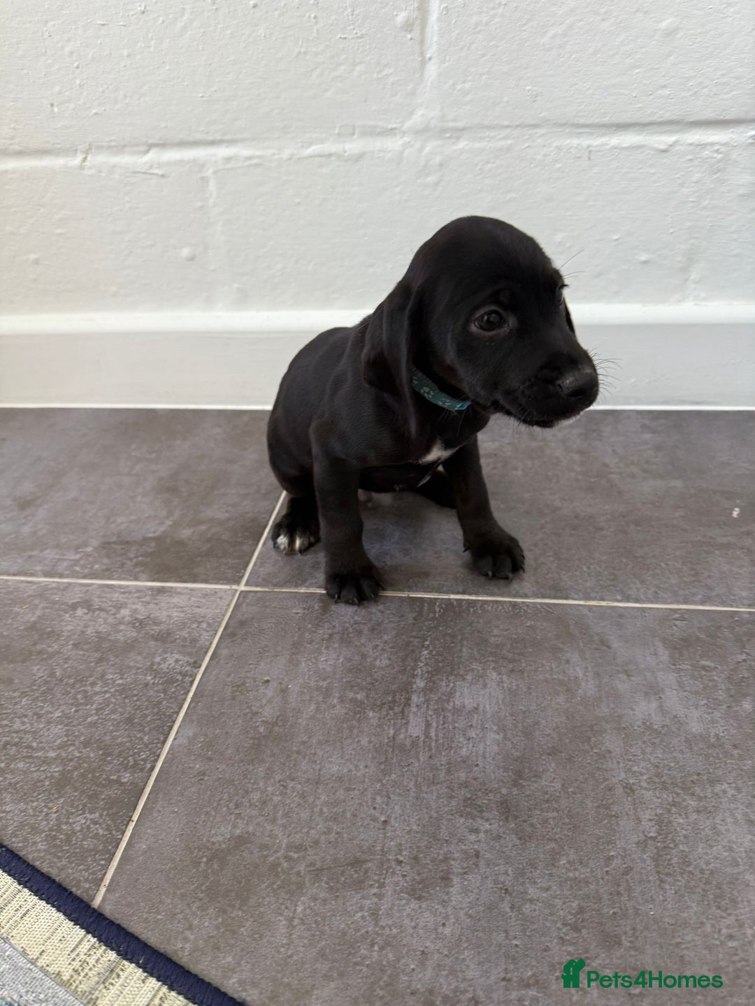 Mixed Breed dogs for sale: 6 beautiful jack russle cross cocker spaniels  - Image 28