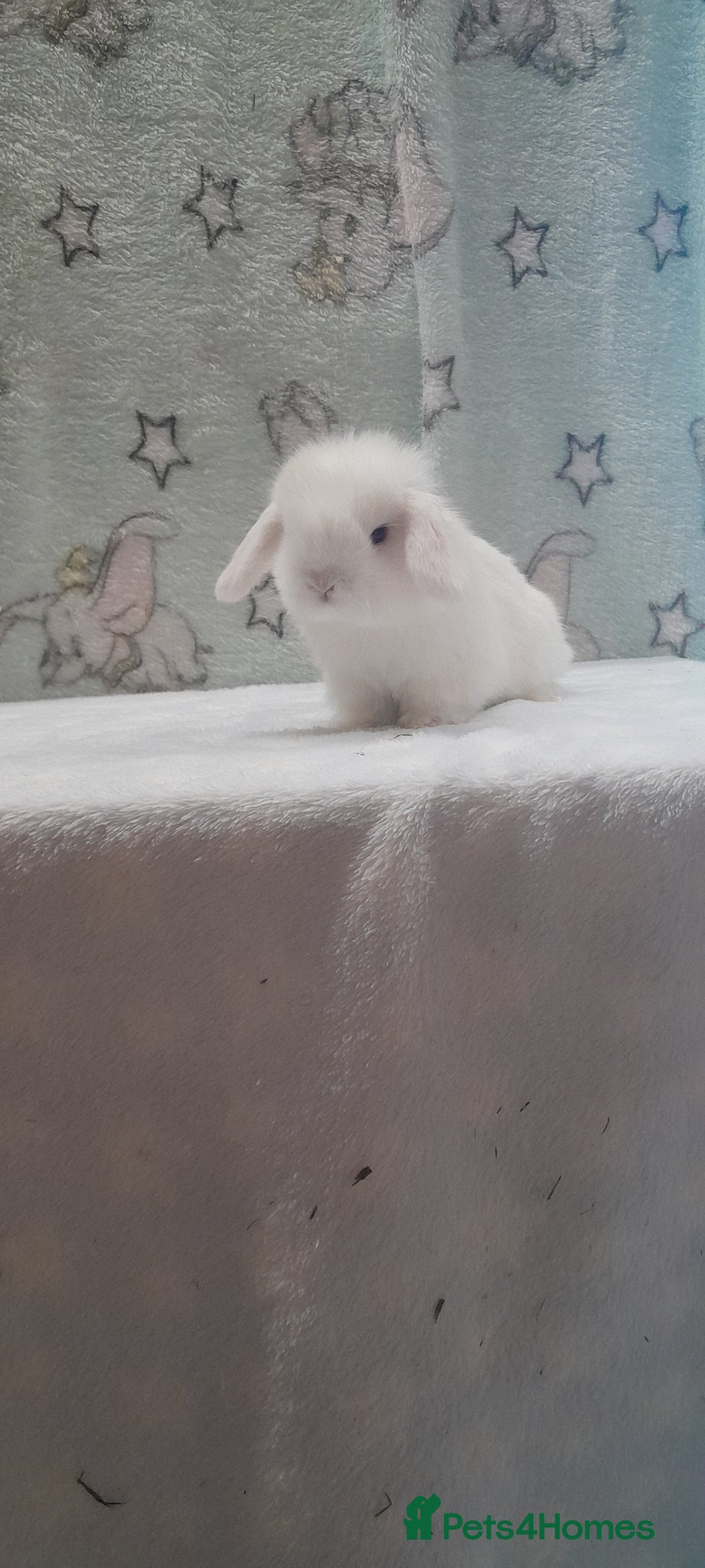 Mini Lop rabbits Purebred mini lop to reserve. - Advert 2