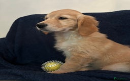 Golden Retriever dogs for sale: Golden retriever puppies🥰 - Image 8