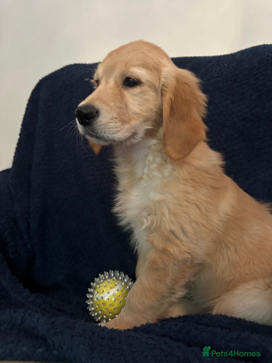 Golden Retriever dogs for sale: Golden retriever puppies🥰 - Image 8