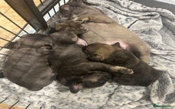 French Bulldog dogs for sale: French bulldog pups  - Advert 21