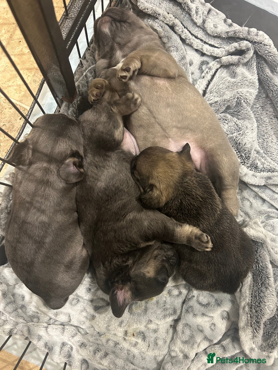 French Bulldog dogs for sale: French bulldog pups  - Advert 21