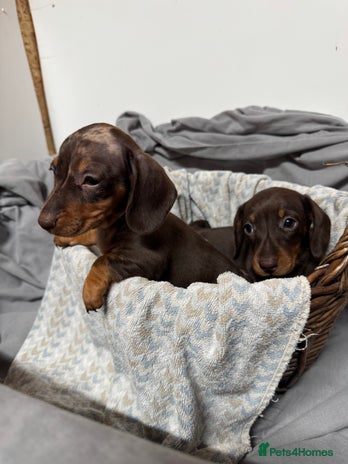 Miniature Dachshund dogs CHOCOLATE AND CREAM GIRL PUPPY - Advert 2