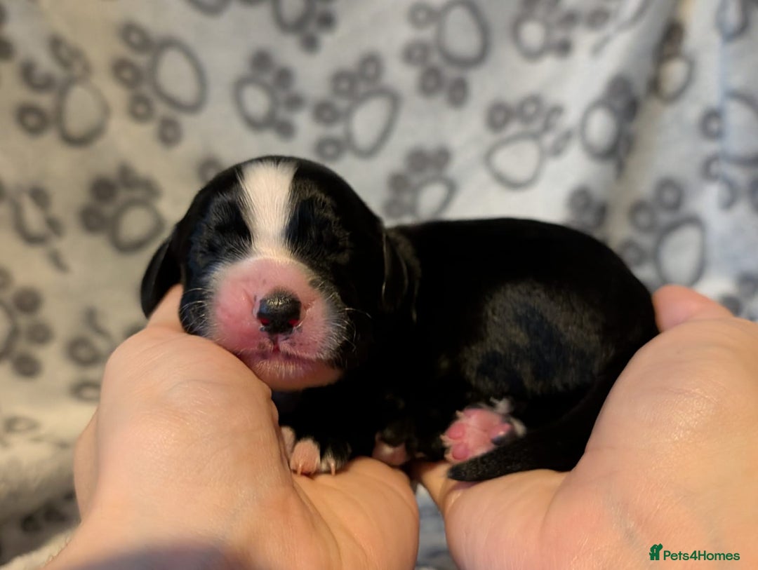 Cocker Spaniel dogs for sale: 🐾 KC Reg - Working Cocker spaniel DNA Tested 🧬 - Image 12