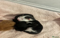 Domestic Shorthair cats for sale: 3 male kittens  - Image 5