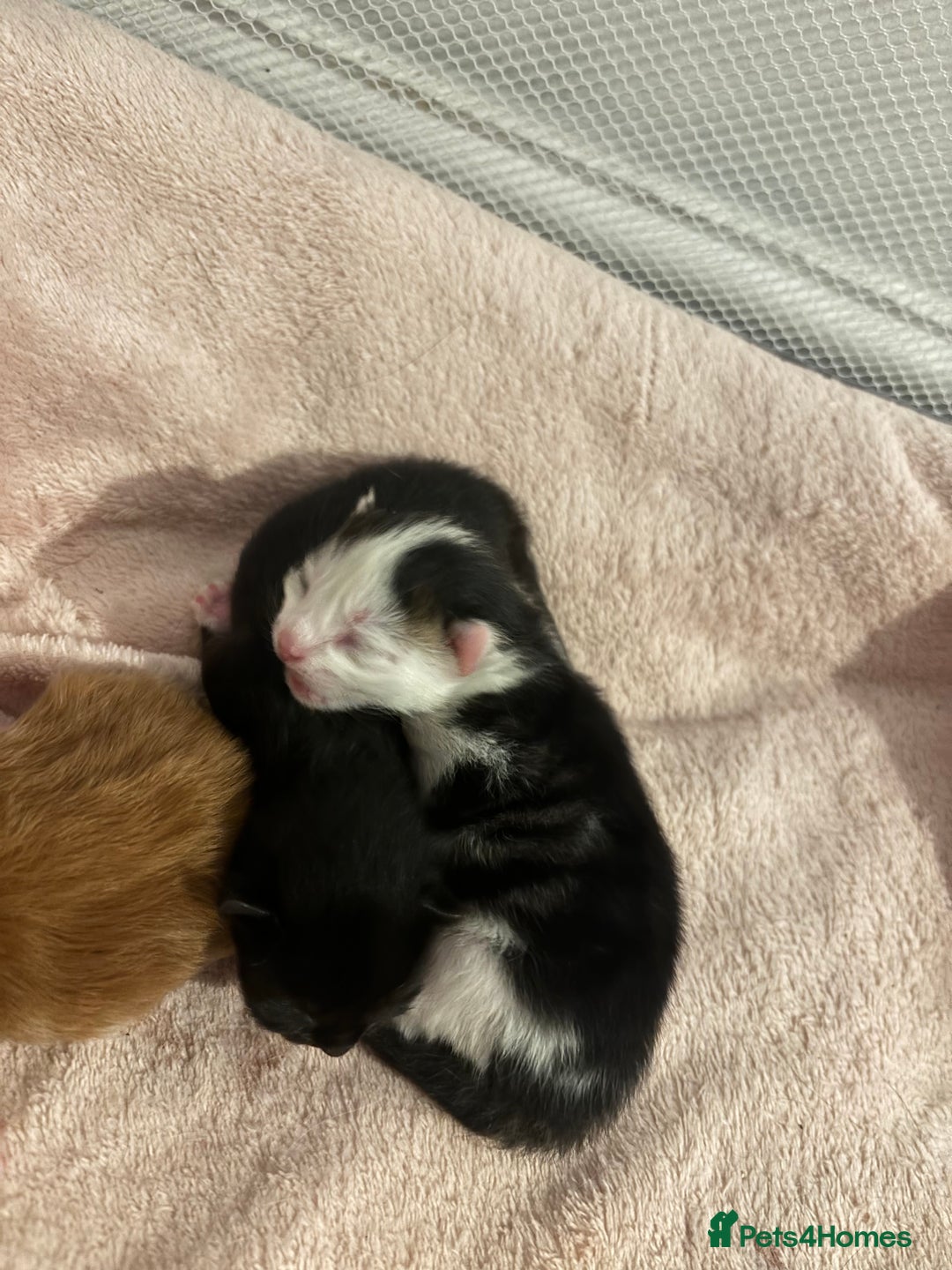 Domestic Shorthair cats for sale: 3 male kittens  - Image 5