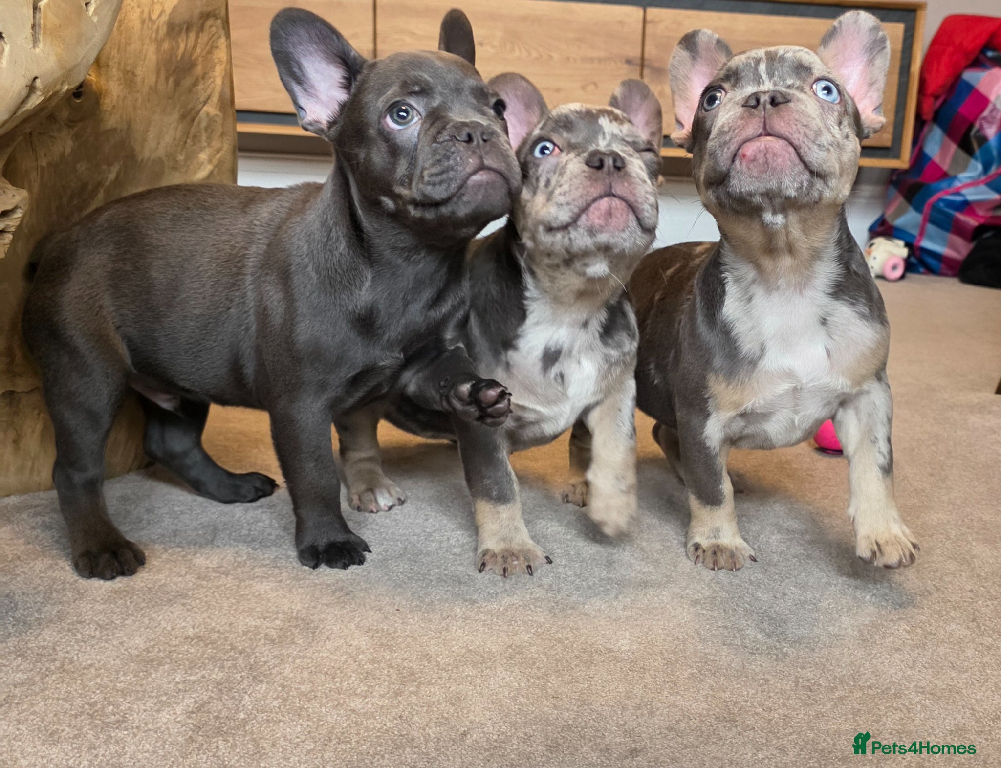 French Bulldog dogs REDUCED Blue & Blue Merle French Bulldog Pups  - Advert 8