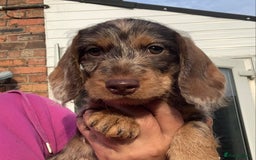 Dachshund dogs for sale: Last two amazing  miniature wire dachshunds  - Image 3