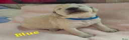 Double Doodle dogs for sale: Double Doodle Puppies (Hypoallergenic) - Advert 16