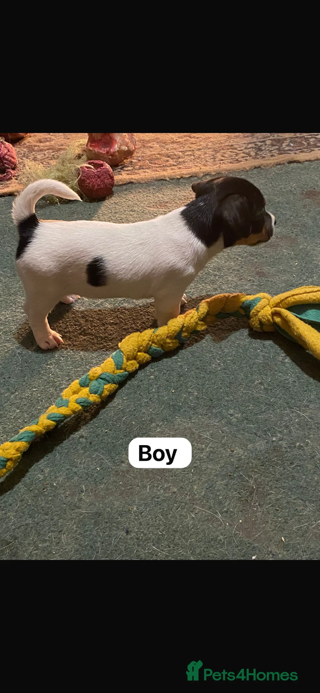 Jack Russell dogs for sale: Jack Russell  - Advert 5