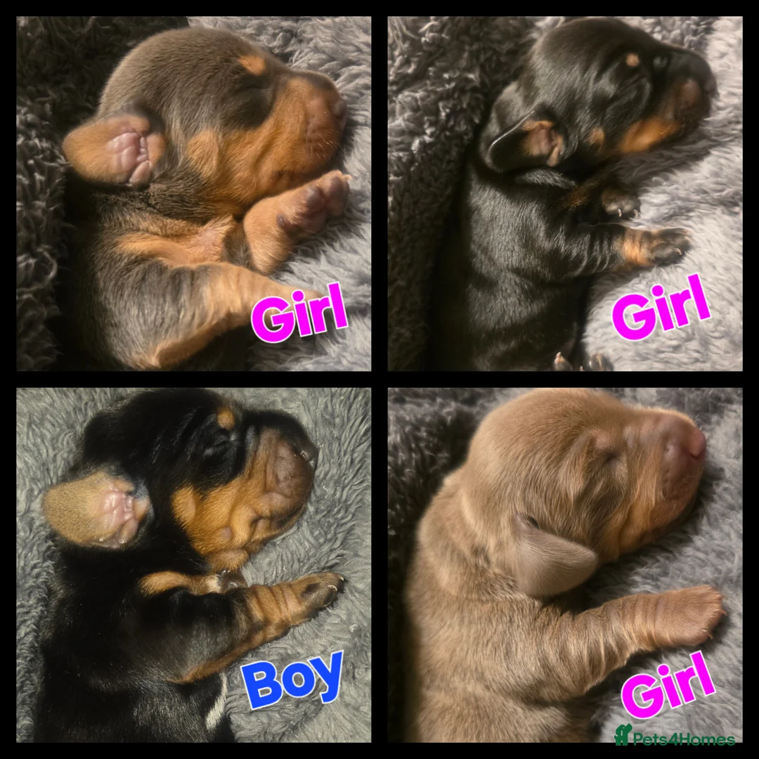 Miniature Dachshund dogs for sale: Gorgeous Litter Of Miniature Dachshunds  - Advert 1