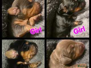 Miniature Dachshund dogs Gorgeous Litter Of Miniature Dachshunds - Advert 2