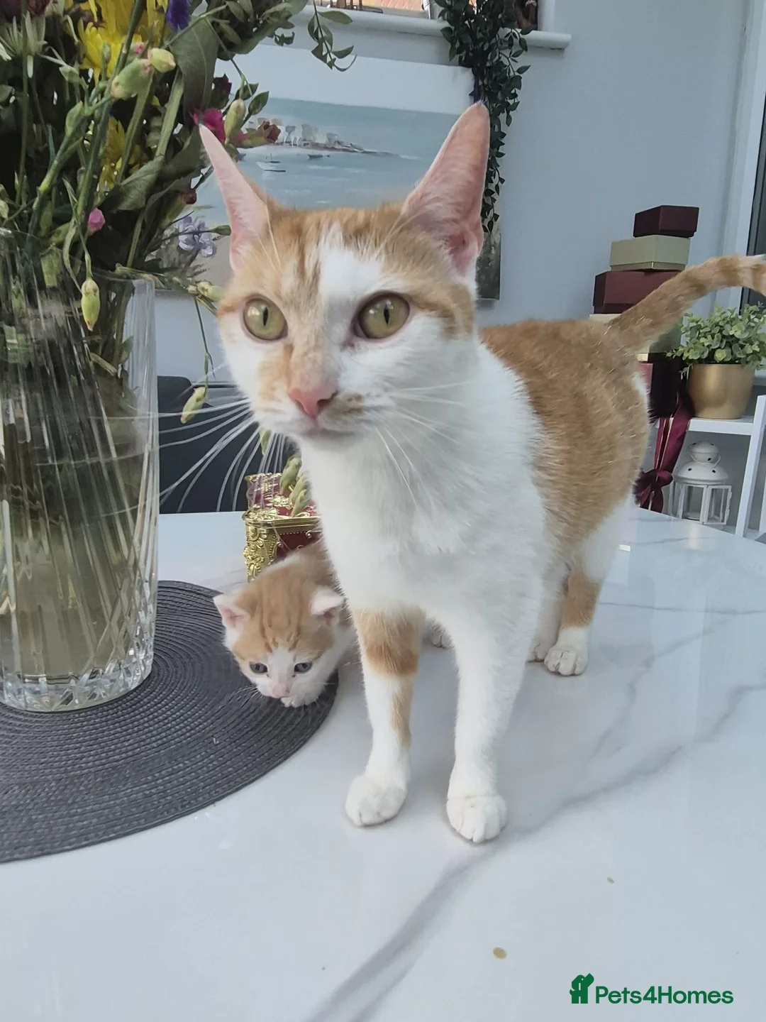Mixed Breed cats for sale: 1 female 3 male cute kittens for sale - Advert 2
