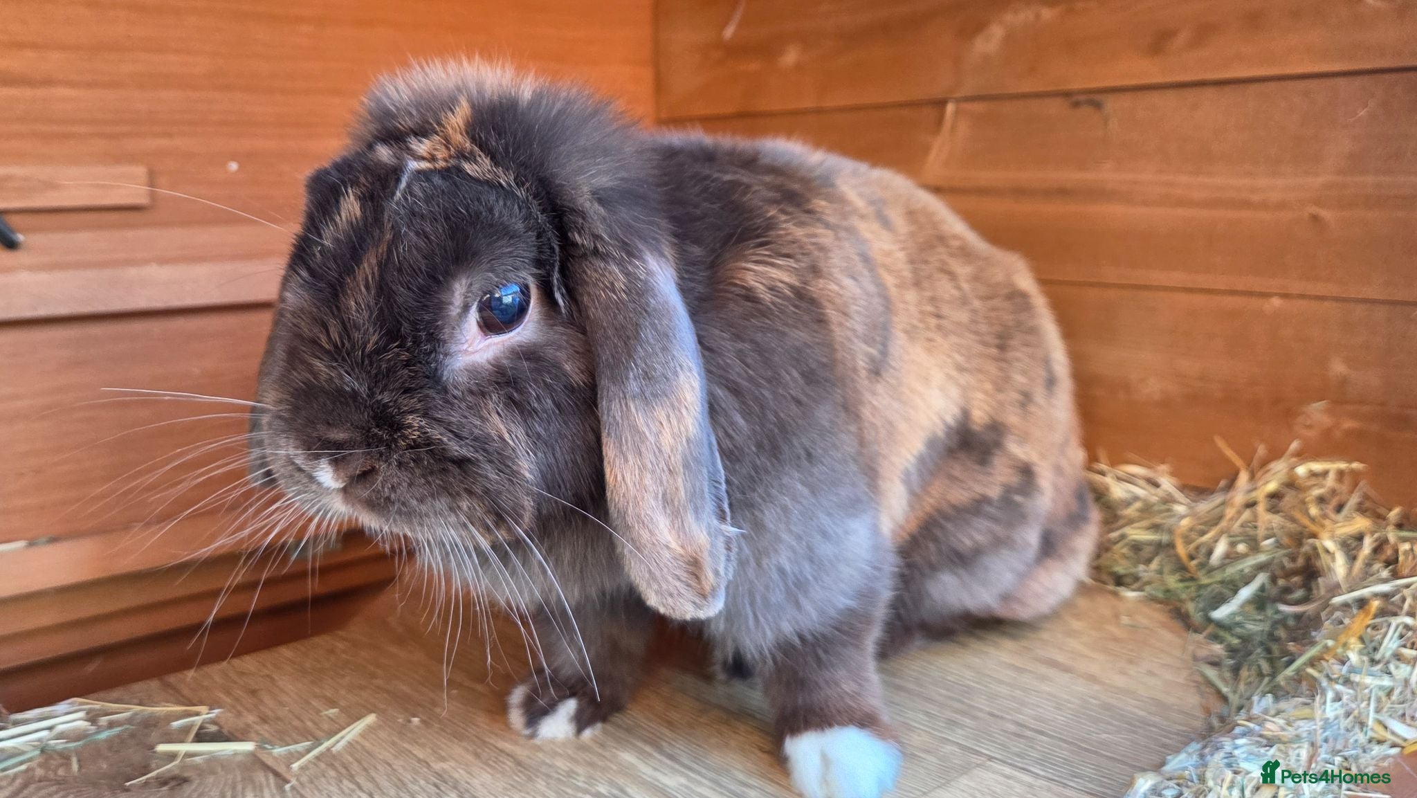 Mini Lop rabbits Brindle mini lop female  - Advert 1