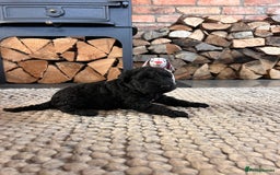 Kerry Blue Terrier dogs for sale: KC registered Kerry blue puppies - Image 3