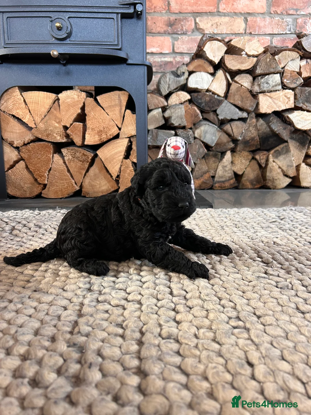 Kerry Blue Terrier dogs for sale: KC registered Kerry blue puppies - Advert 6
