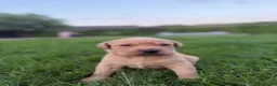 Labrador Retriever dogs for sale: Fox Red Labrador  - Advert 4