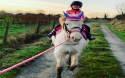 Riding pony horses for sale: For Sale Kids Lead Rein Pony! Safe and Bombproof - Advert 38