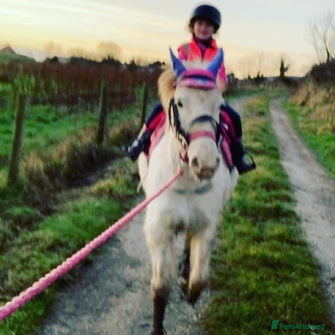 Riding pony horses for sale: For Sale Kids Lead Rein Pony! Safe and Bombproof - Advert 38