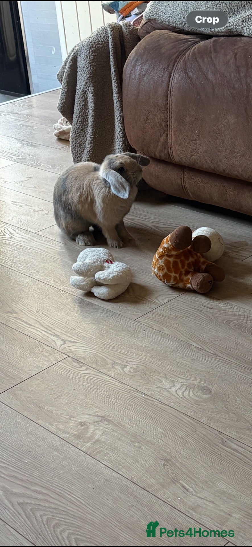 Mini Lop rabbits 2 beautiful mini lop female rabbits - Advert 1