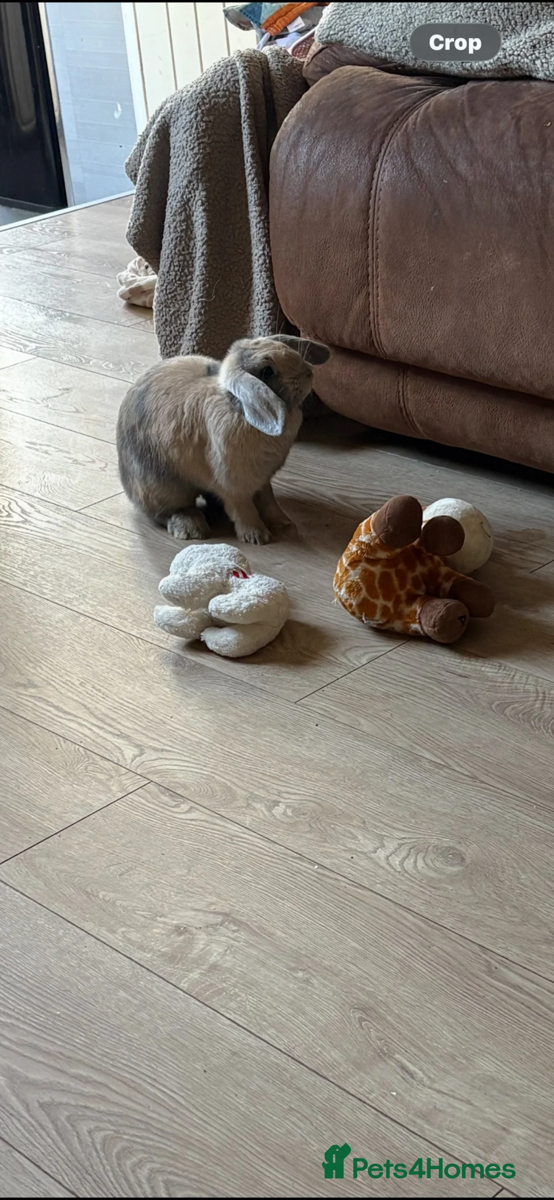 Mini Lop rabbits for sale: 2 beautiful mini lop female rabbits in Mansfield - Advert 1