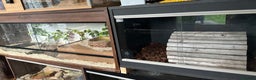 Python Snake reptiles for sale: Very friendly, Royal Python and full set up  - Advert 8