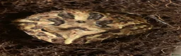 Frog reptiles for sale: Pac-Man frogs cb26  - Advert 11