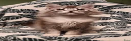 Maine Coon cats for sale: Registered Pedigree Maine Coon Kittens for sale  - Advert 33