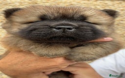 Chow Chow dogs for sale: 🐾Adorable Pedigree Chow Chow Puppies paw - Image 9