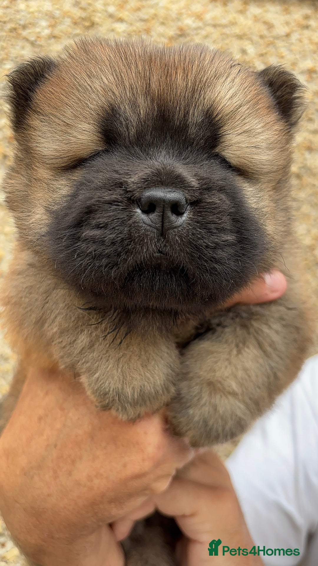 Chow Chow dogs for sale: 🐾Adorable Pedigree Chow Chow Puppies paw - Image 9