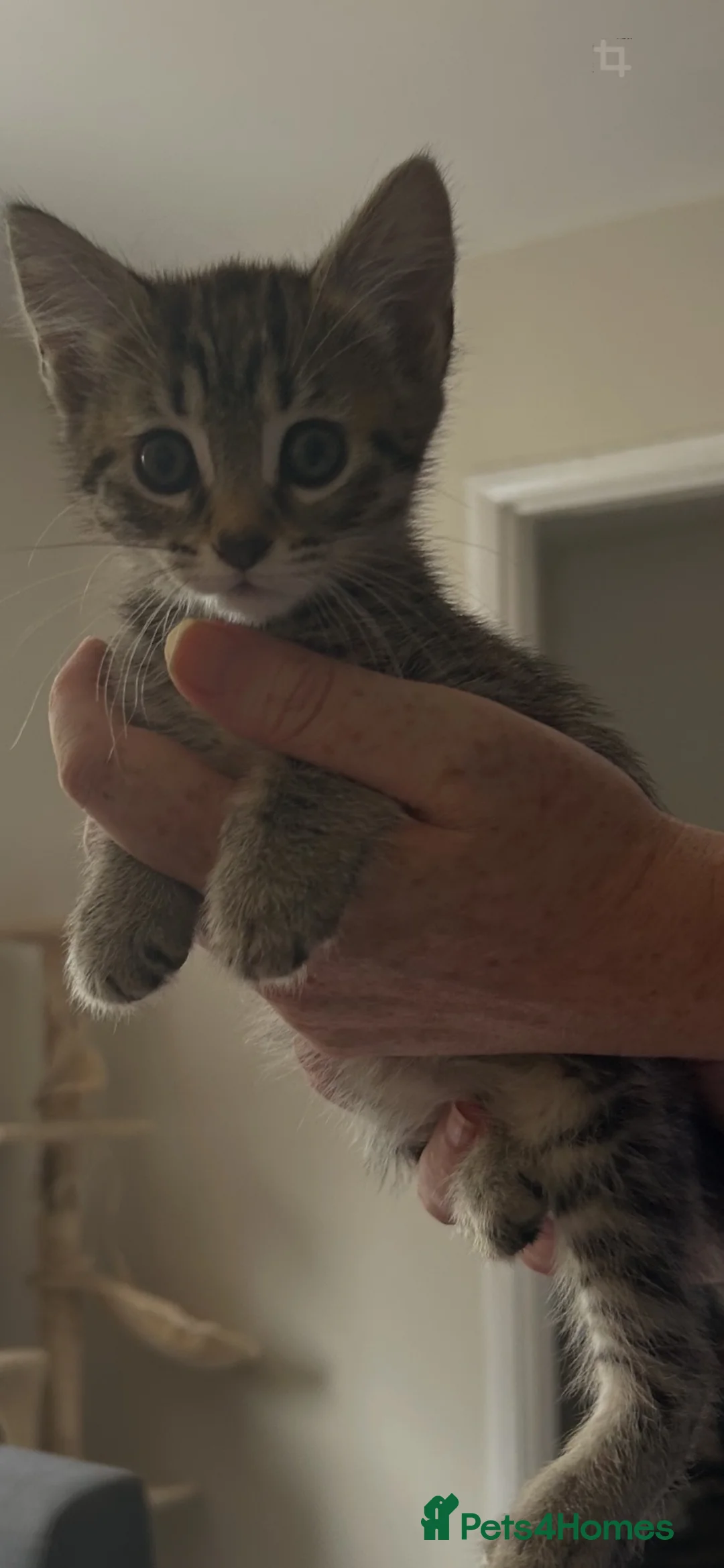 Mixed Breed cats for sale: Beautiful tabby female kitten  - Advert 2