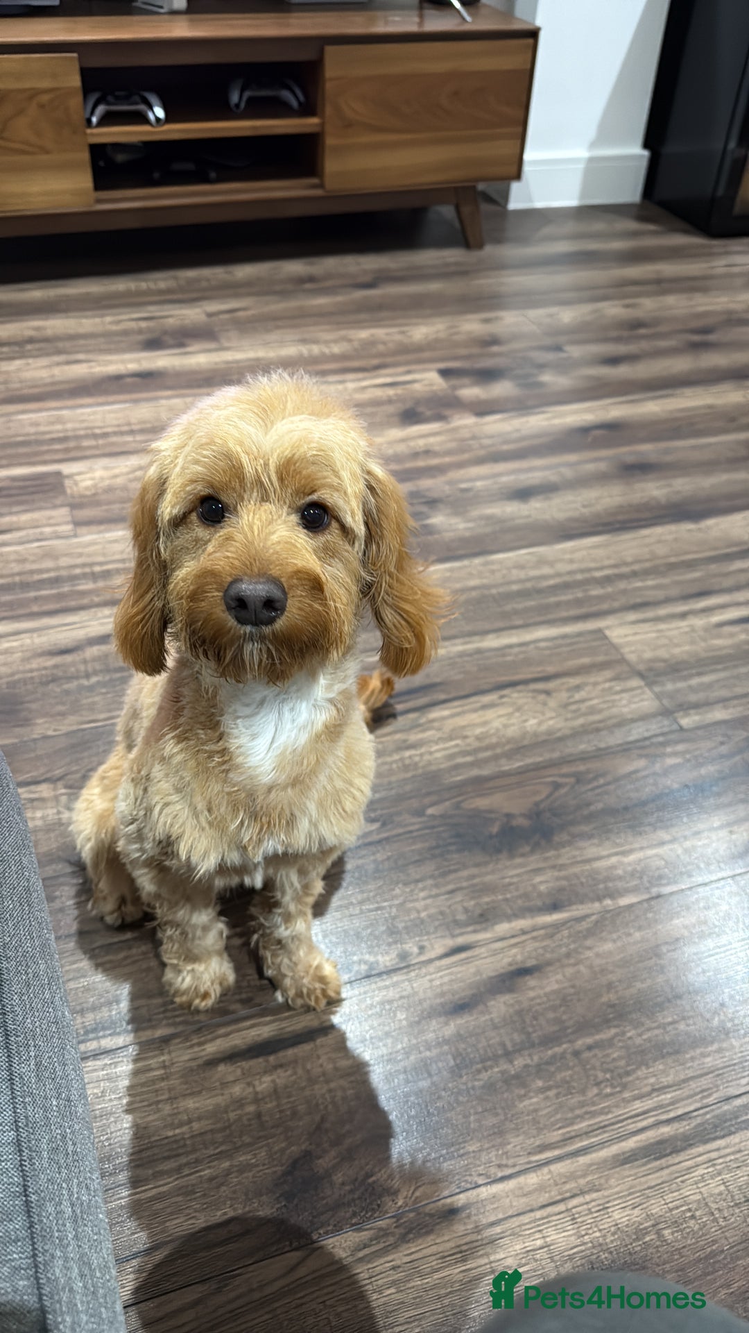 Cockapoo dogs for sale: 10-Month-Old F1B Cockapoo – Loving Home Wanted - Advert 2