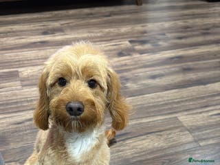 Cockapoo dogs 10-Month-Old F1B Cockapoo – Loving Home Wanted - Advert 15