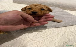 Maltipoo dogs for sale: Toy poodle puppy for sale maltipoo - Image 1